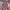 Uniqlo Casual Formal shirt Pria red photo 1