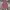 Uniqlo Casual Formal Shirt Pria Red