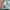 Adidas Streetwear Casual Sneakers Pria green photo 4
