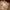 Pancoat Vintage Futurist Swimwear Pria tan photo 5