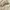 Dolce & Gabbana Y2K Luxury Wanita khaki tan photo 5