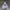 Adidas Streetwear Casual Hoody Pria white photo 1