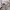 Adidas Streetwear Casual Hoody Pria white photo 5