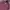 Valentino Casual Casual shirt Pria purple photo 3