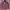Valentino Casual Casual shirt Pria purple photo 1