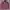 Valentino Casual Casual Shirt Pria Purple
