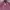 Valentino Casual Casual Shirt Pria Purple