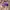 New Era Sportswear Casual Hat Pria purple photo 4