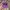 New Era Sportswear Casual Hat Pria purple photo 1