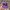 New Era Sportswear Casual Hat Pria Purple