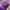 New Era Sportswear Casual Hat Pria purple photo 3