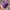 New Era Sportswear Casual Hat Pria purple photo 2