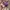 New Era Sportswear Casual Hat Pria purple photo 5