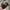New Era Sportswear Casual Hat Pria black gray photo 2