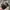 New Era Sportswear Casual Hat Pria Black Gray