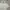 Puma Streetwear T-shirt Pria cream photo 1