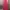"UNIQLO" Magenta Skirt A Line | Rok Umpak" Pink GU