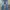 LEVI’S BOOTCUT 525 photo 1