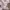 Dickies Casual Casual pants Pria khaki photo 4