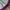 Adidas Luxury Minimalist Puffer jacket Pria purple photo 5