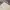 Lee Biker Minimalist Short Pria cream photo 4