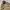 L.L.Bean Vintage Luxury Parka Pria Cream