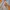 Lonsdale Gorpcore Hoody Pria orange photo 3