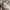 CREMIEUX Casual Polo shirt Pria tan photo 6