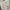 Tommy Hilfiger Luxury Casual Hoody Pria white photo 4