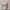 Outer Pink Soft Satin Thrift photo 1