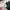Long pants dickies 874 green hunter chinos photo 5