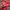 Pancoat Streetwear Suit Pria pink red photo 4