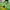 Pancoat Streetwear Suit Pria Green