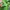 Pancoat Streetwear Suit Pria green photo 4