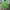 Pancoat Streetwear Suit Pria green photo 1