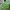 Pancoat Streetwear Suit Pria Green
