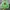 Pancoat Streetwear Sportswear Suit Pria green photo 1
