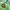 Pancoat Streetwear Sportswear Suit Pria green photo 2