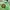 Pancoat Streetwear Sportswear Suit Pria Green
