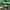 Pancoat Streetwear Sportswear Suit Pria green photo 5