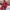 A Bathing Ape Luxury Pria red photo 7