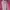 Adidas Streetwear Sportswear Track jacket Wanita multicolor photo 4