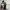 Coogi Casual Sweater Pria green photo 2