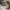 Timberland Casual Boots Pria brown photo 1