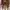 Casual Boots Pria brown photo 5