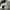 Champion Streetwear Short Pria gray photo 4