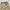 Gramicci Gorpcore Sportswear Short Pria tan khaki photo 2