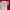 Dickies Streetwear Short Pria red photo 6