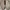 Timberland Casual Boots Pria brown photo 7