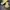 Caterpillar Casual Sneakers Pria tan photo 1